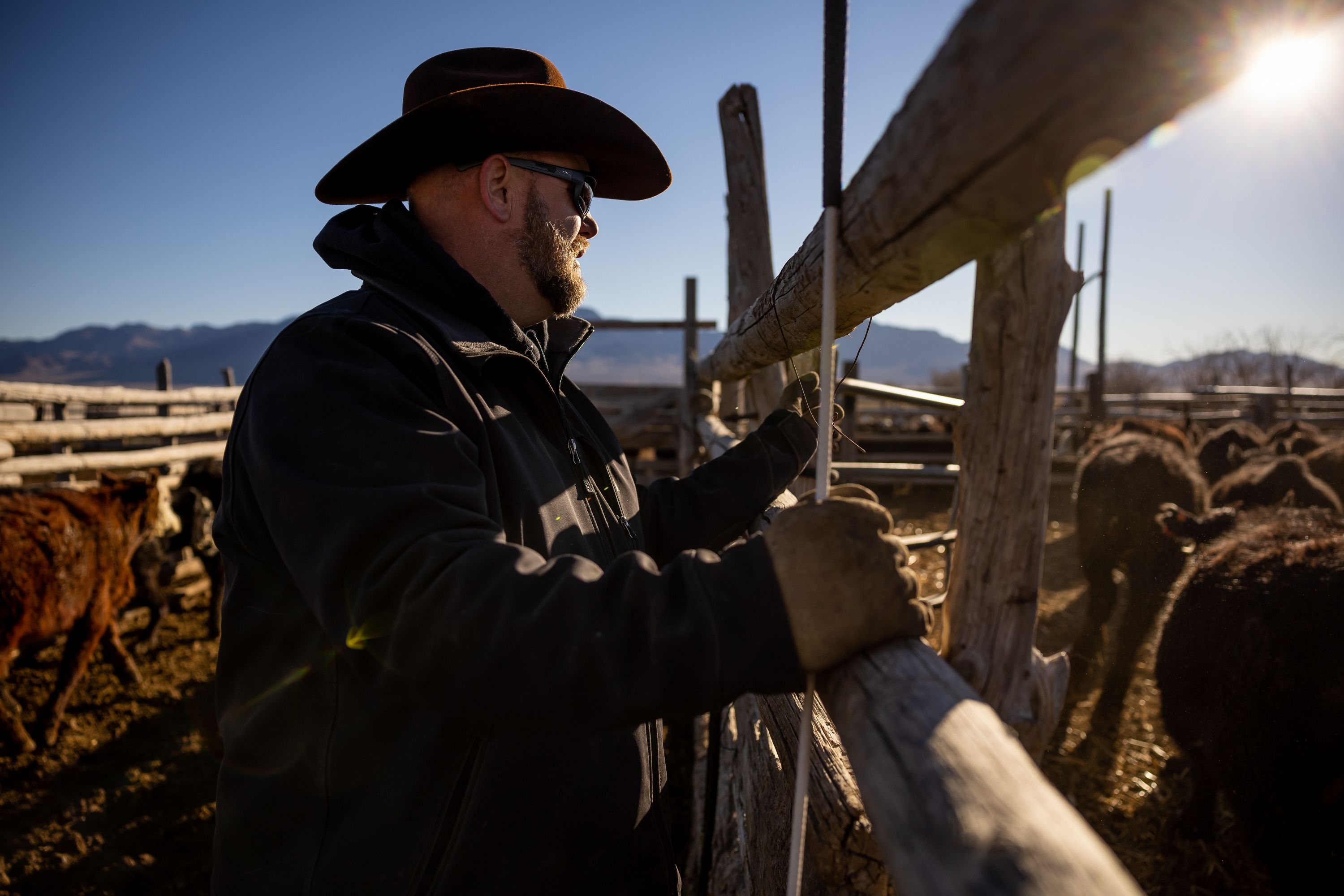 Mark Wintch sorts steers to send off to a feed yard at his cattle ranch in the Wah Wah Valley, a remote part of Beaver County, on Feb. 18
