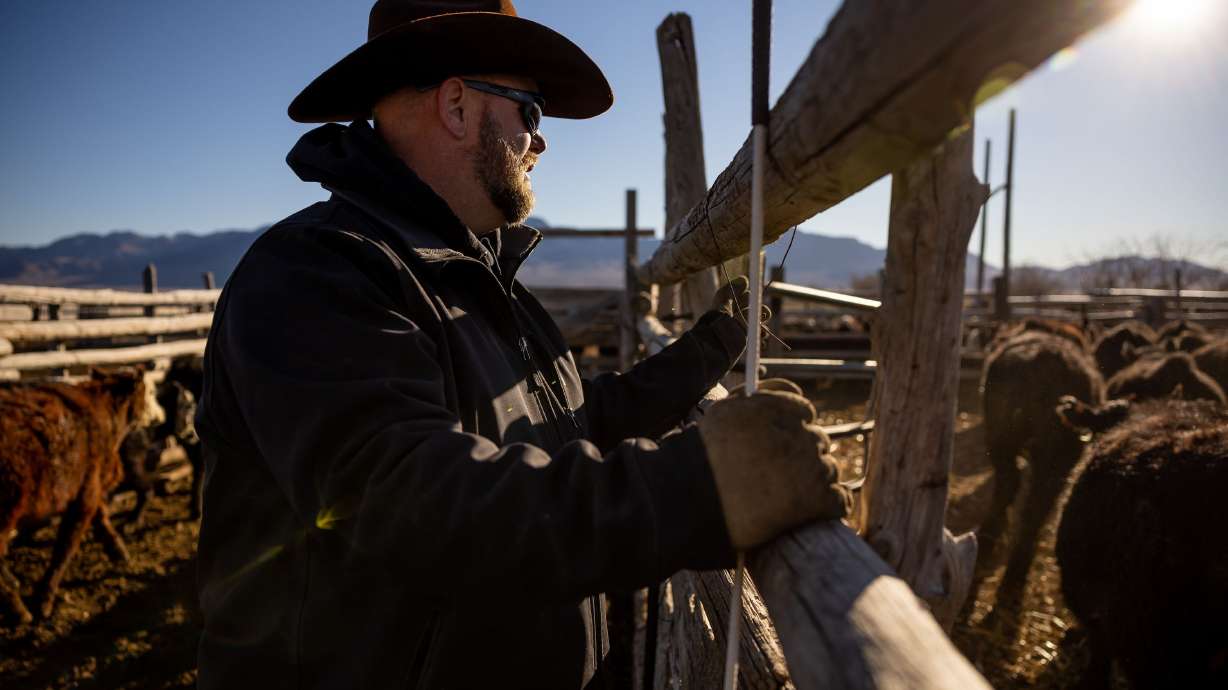 Mark Wintch sorts steers to send off to a feed yard at his cattle ranch in the Wah Wah Valley, a remote part of Beaver County, on Feb. 18