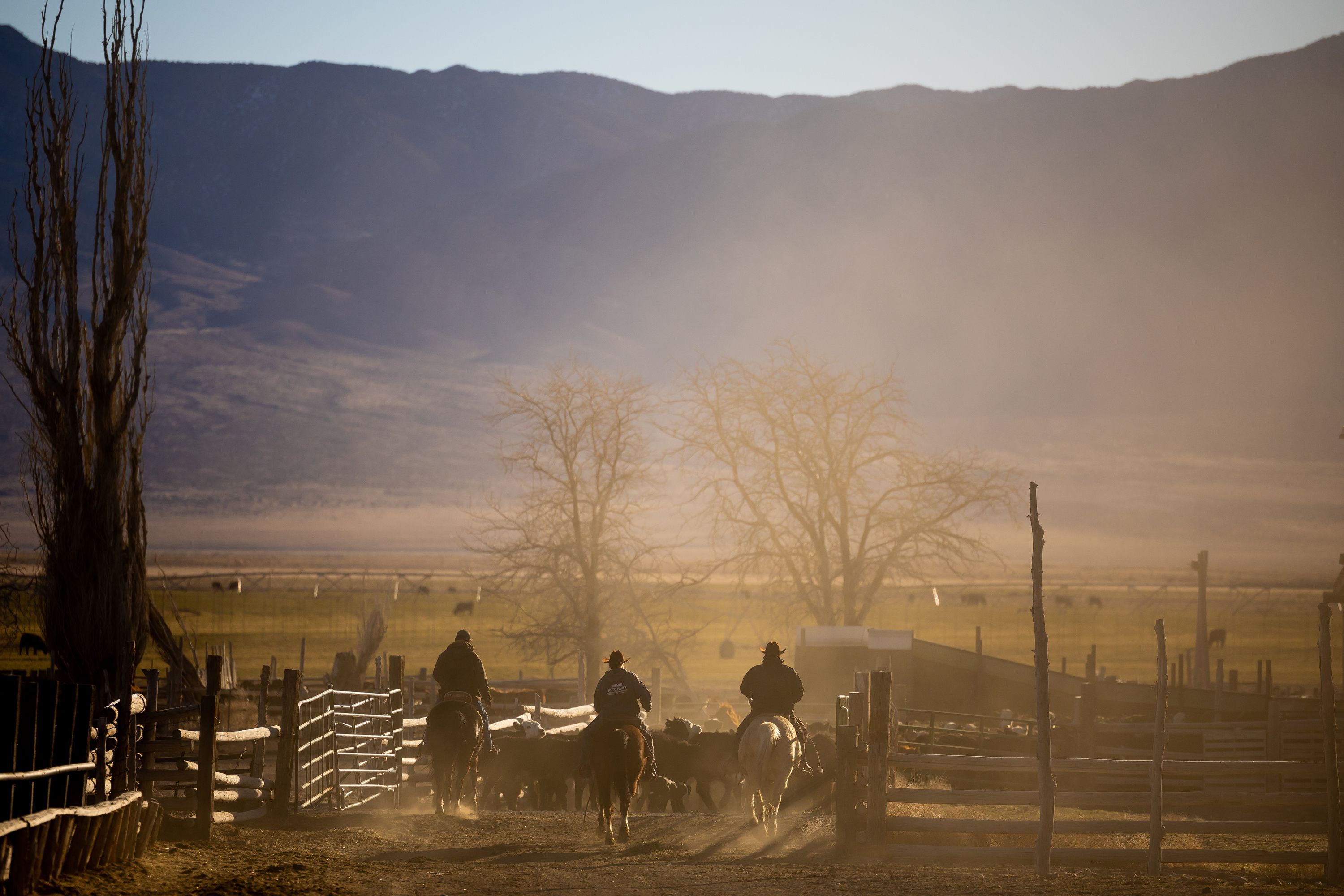 Mark Wintch, right, his son, Kody, 16, and one of his employees, Wilyundo Charley, left, drive a herd of steers through the Wintchs’ cattle ranch in the Wah Wah Valley, a remote part of Beaver County, on Feb. 18. Rural areas of Utah are facing a dire water shortage and it is setting the blueprint for a western desert conflict.