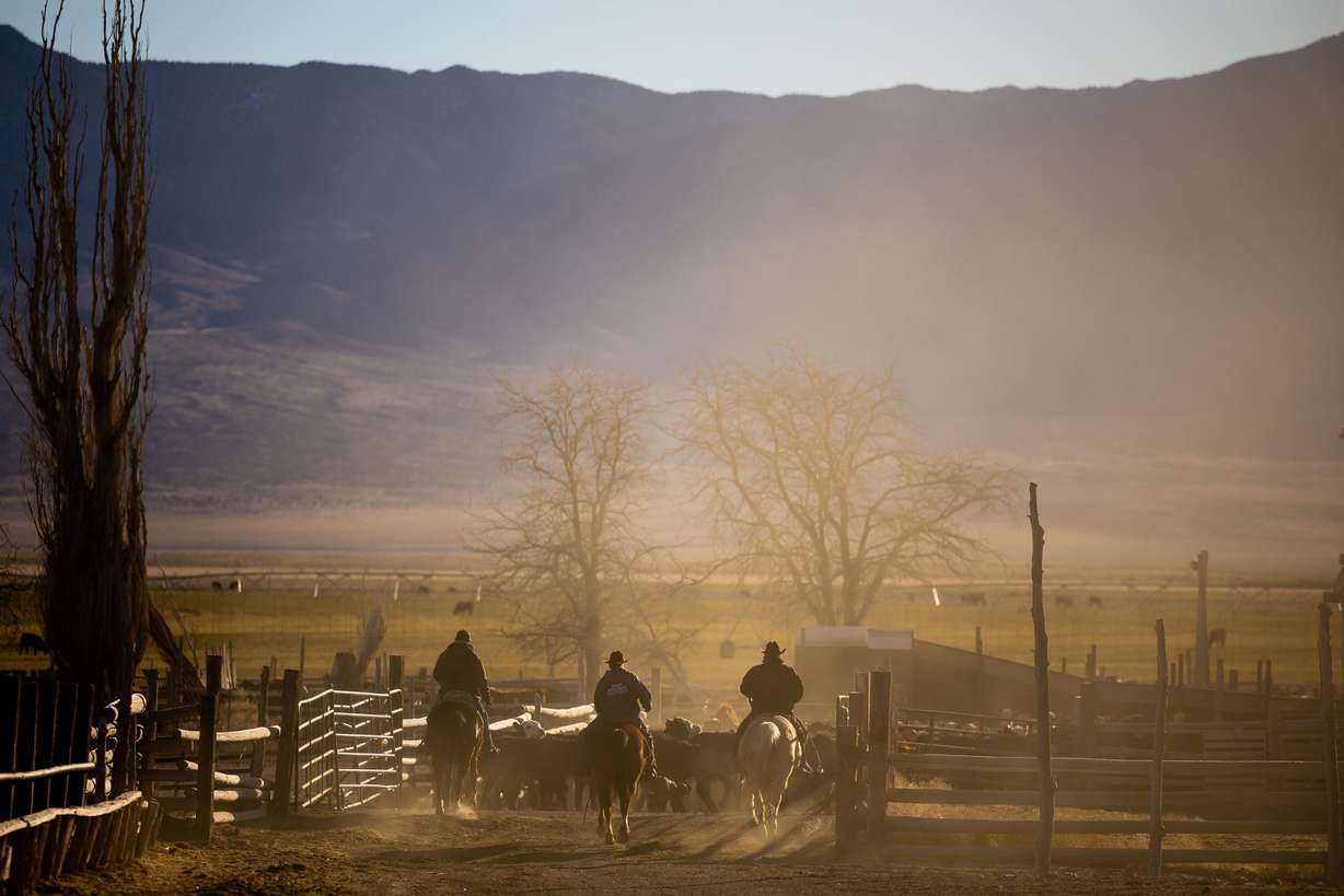 Mark Wintch, right, his son, Kody, 16, and one of his employees, Wilyundo Charley, left, drive a herd of steers through the Wintchs’ cattle ranch in the Wah Wah Valley, a remote part of Beaver County, on Feb. 18. Rural areas of Utah are facing a dire water shortage and it is setting the blueprint for a western desert conflict.