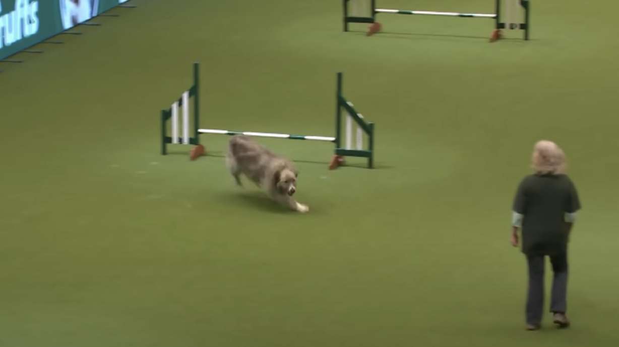 Baron Kratu von Bearbum, or Kratu, is a Carpathian-Mioritic mix rescue dog from Romania.