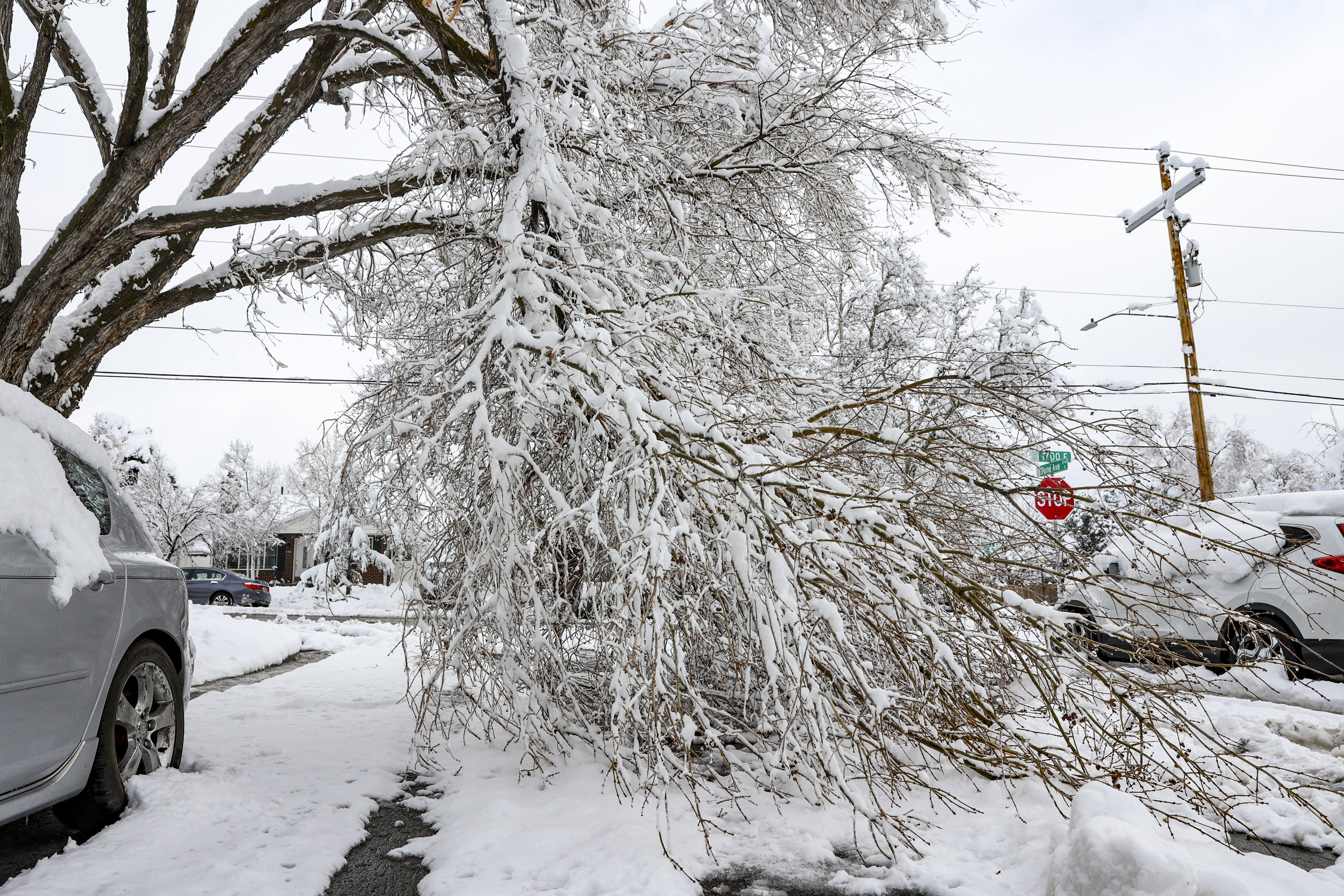 A tree limb was snapped by snow during a winter storm in Salt Lake City on Sunday.