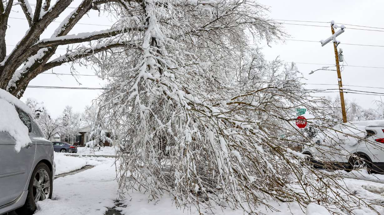 A tree limb was snapped by snow during a winter storm in Salt Lake City on Sunday.