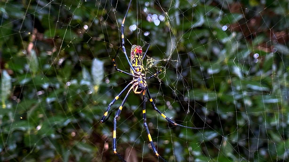 Jorō spiders weave golden webs in open areas such as some hiking and biking paths.