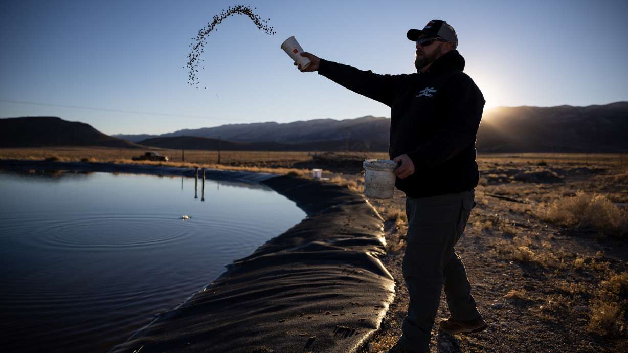 Mark Wintch throws fish food into a water storage pond on his cattle ranch in the Wah Wah Valley, a remote part of Beaver County, on Feb. 17. A proposed plan would pull water from the valley and two other nearby areas to supply the fast-growing Iron County area.