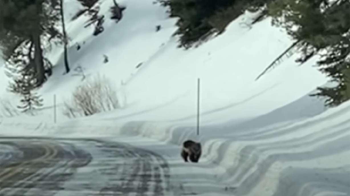 A wolverine was captured on video by a tourist in Yellowstone National Park this week — an impressive feat considering a research survey conducted in the park from 2006 to 2009 only documented seven of them.