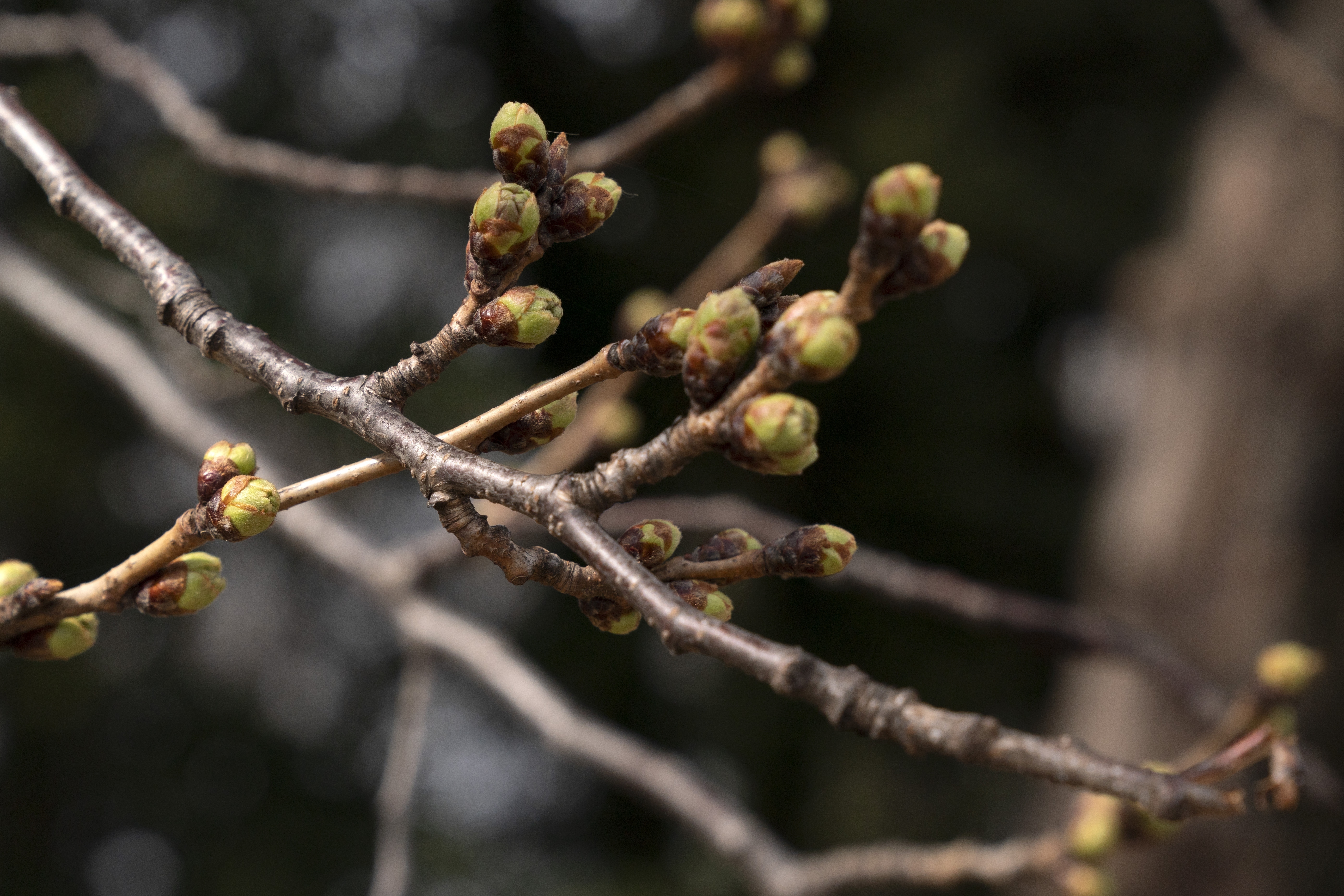 On an unusually warm March day, Cherry Blossom Trees are seen budding but not yet in bloom, Monday, March 7, along the tidal basin in Washington.