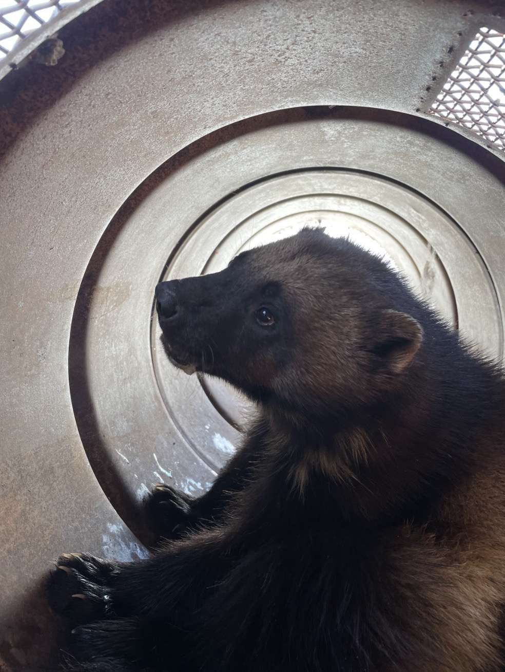 A photo of the wolverine captured inside one of the two barrel traps set up near Rich County on Friday. It was the first wolverine captured in the state since a wolverine was first sighted in Utah back in 1979.