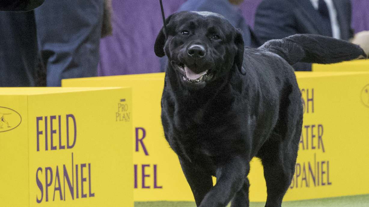 Memo, a Labrador retriever, competes in the sporting group during the 142nd Westminster Kennel Club Dog Show, at Madison Square Garden in New York, Feb. 13, 2018. The American Kennel Club’s annual popularity rankings came out Tuesday and Labrador retrievers are the top dog.