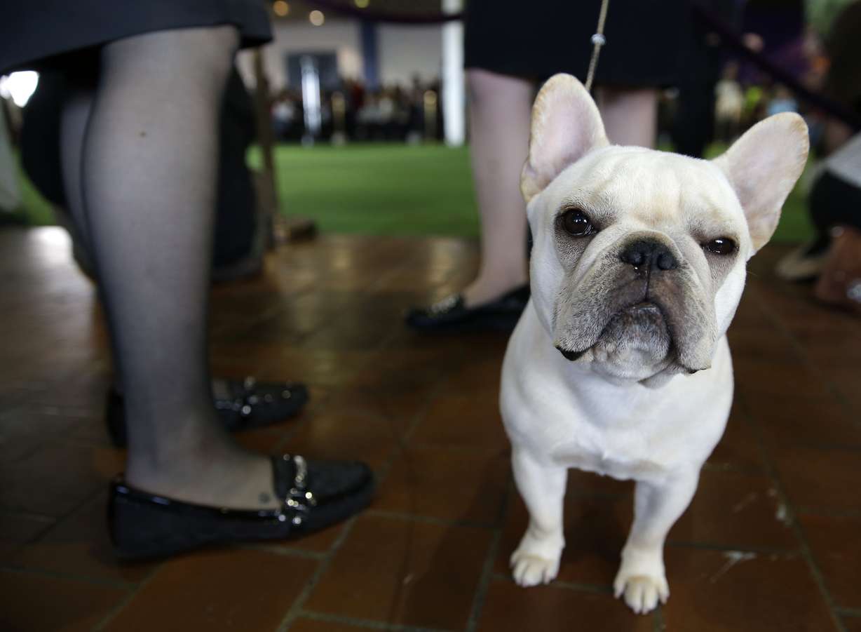 A French bulldog named Reba waits to enter the ring at the Westminster Kennel Club Dog show in New York, Feb. 16, 2015. The American Kennel Club’s annual popularity rankings come out Tuesday and French bulldogs are in the top 10.