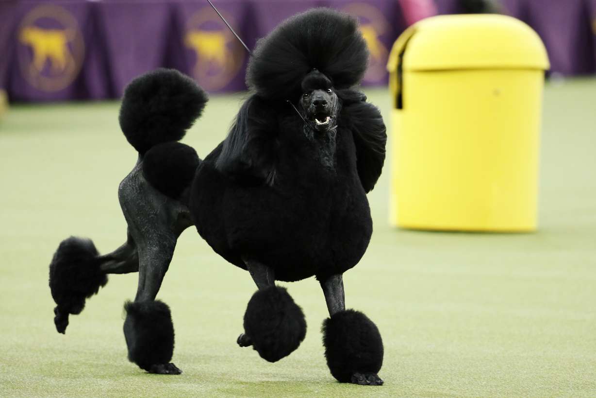 Siba, a poodle, competes for Best in Show during the 144th Westminster Kennel Club Dog Show, Feb. 11, 2020, in New York. The American Kennel Club’s annual popularity rankings come out Tuesday and poodles are in the top 10.