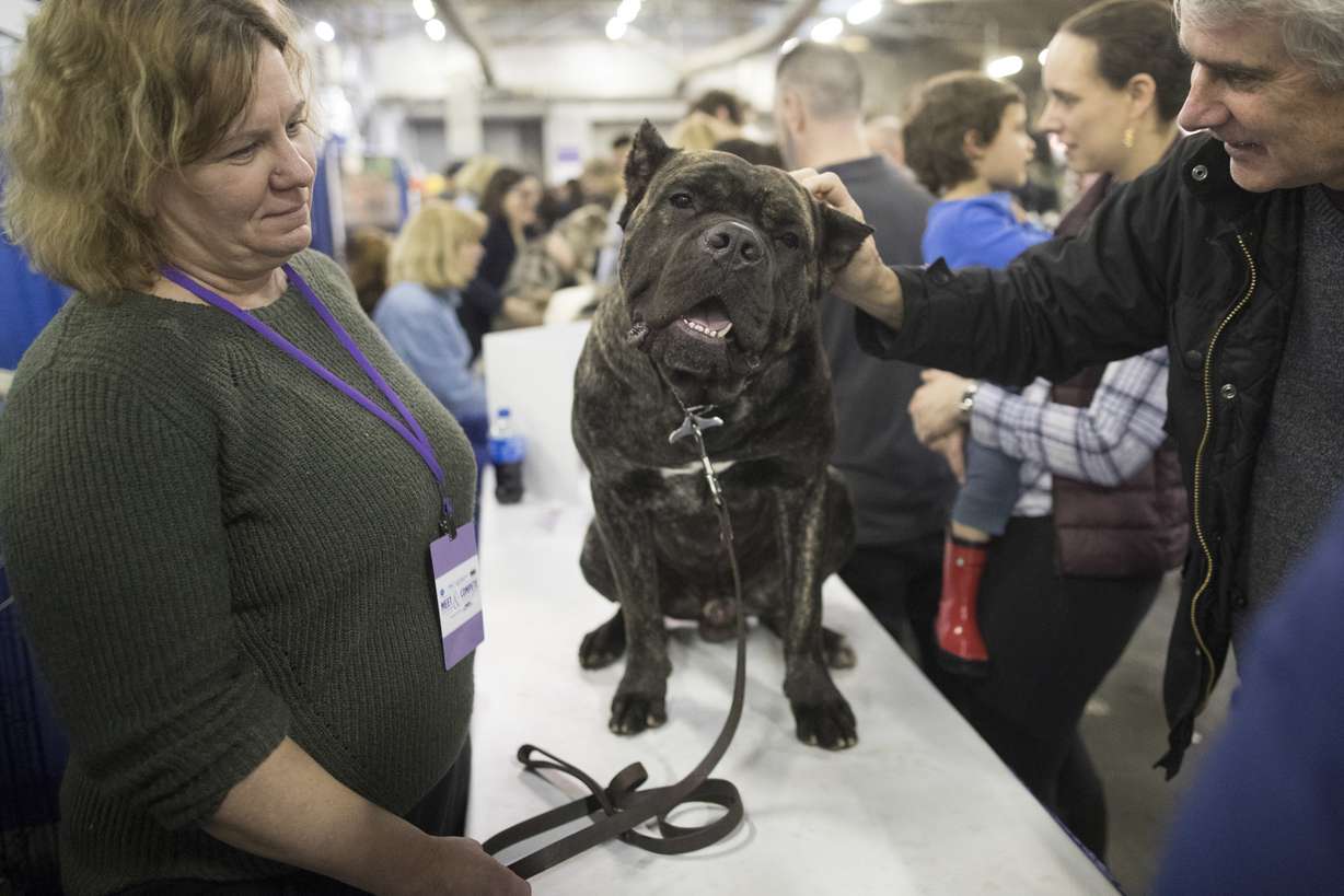 Ledous, a cane corso, gets his ear scratched while being shown during the meet the breeds companion event at the Westminster Kennel Club Dog Show, Feb. 10, 2018, in New York.