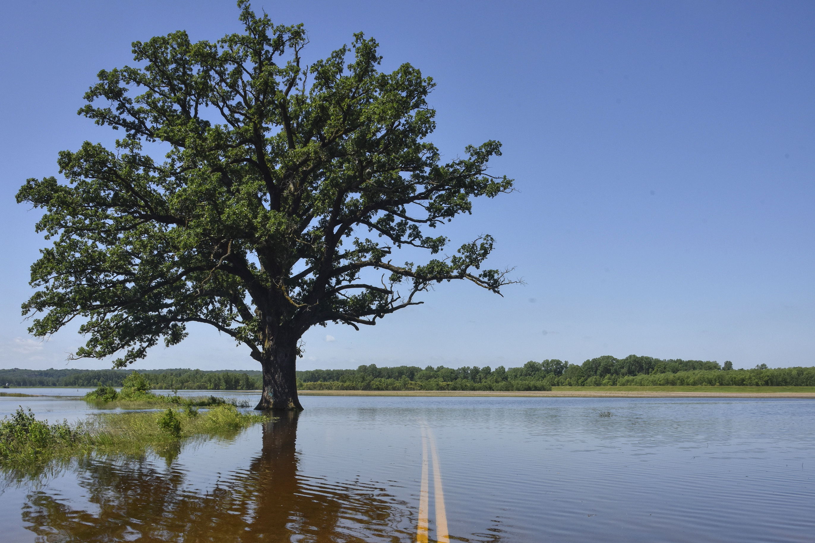 Floodwaters surround a bur oak tree southwest of Columbia, Mo., on Wednesday, June 5, 2019. A study published Tuesday in the journal Nature Communications details how warmer temperatures and extra carbon dioxide in the air will make pollen season even more of a bother than it is now.