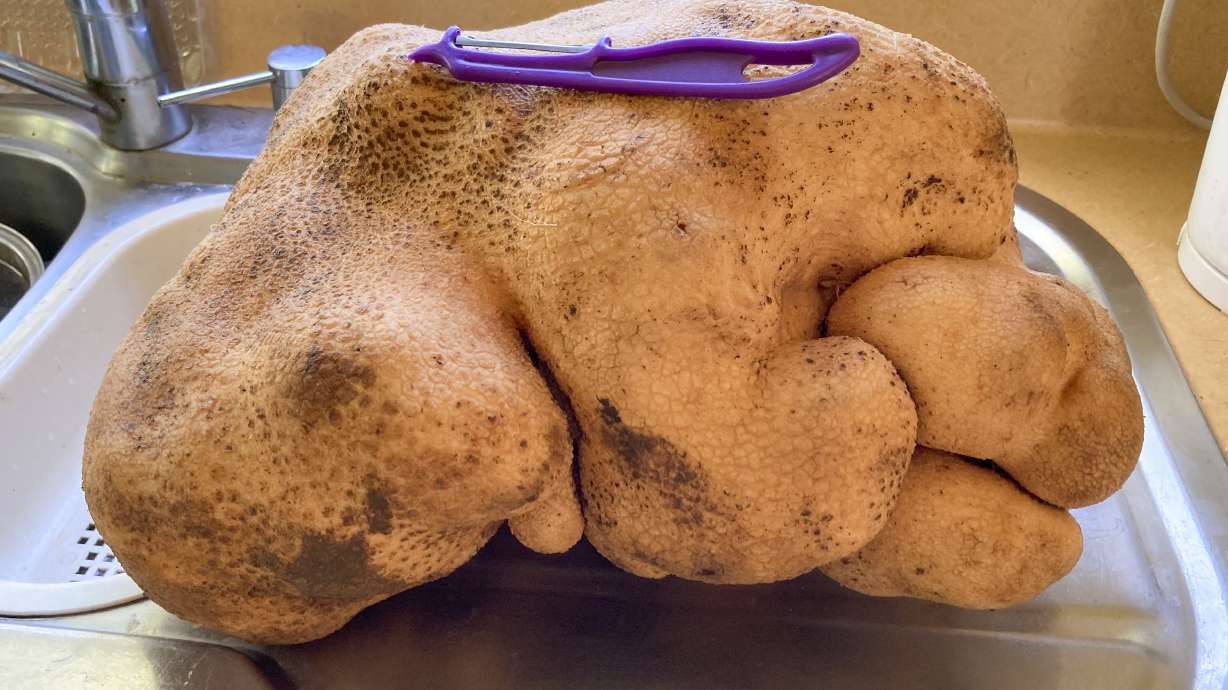 "Doug," who was believed to be the world's largest potato sits on a kitchen bench of the home of Colin and Donna Craig-Brown near Hamilton, New Zealand, on Aug. 29, 2021. The Craig-Browns have had their dreams turned to mash after Guinness wrote to say that scientific testing had shown it wasn't, in fact, a potato after all, but a tuber of a type of gourd.