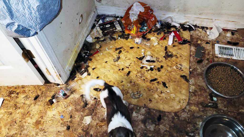 A home in Eagle Mountain was found with dead dogs in a freezer and other dogs in a filthy state on Tuesday, March 15.