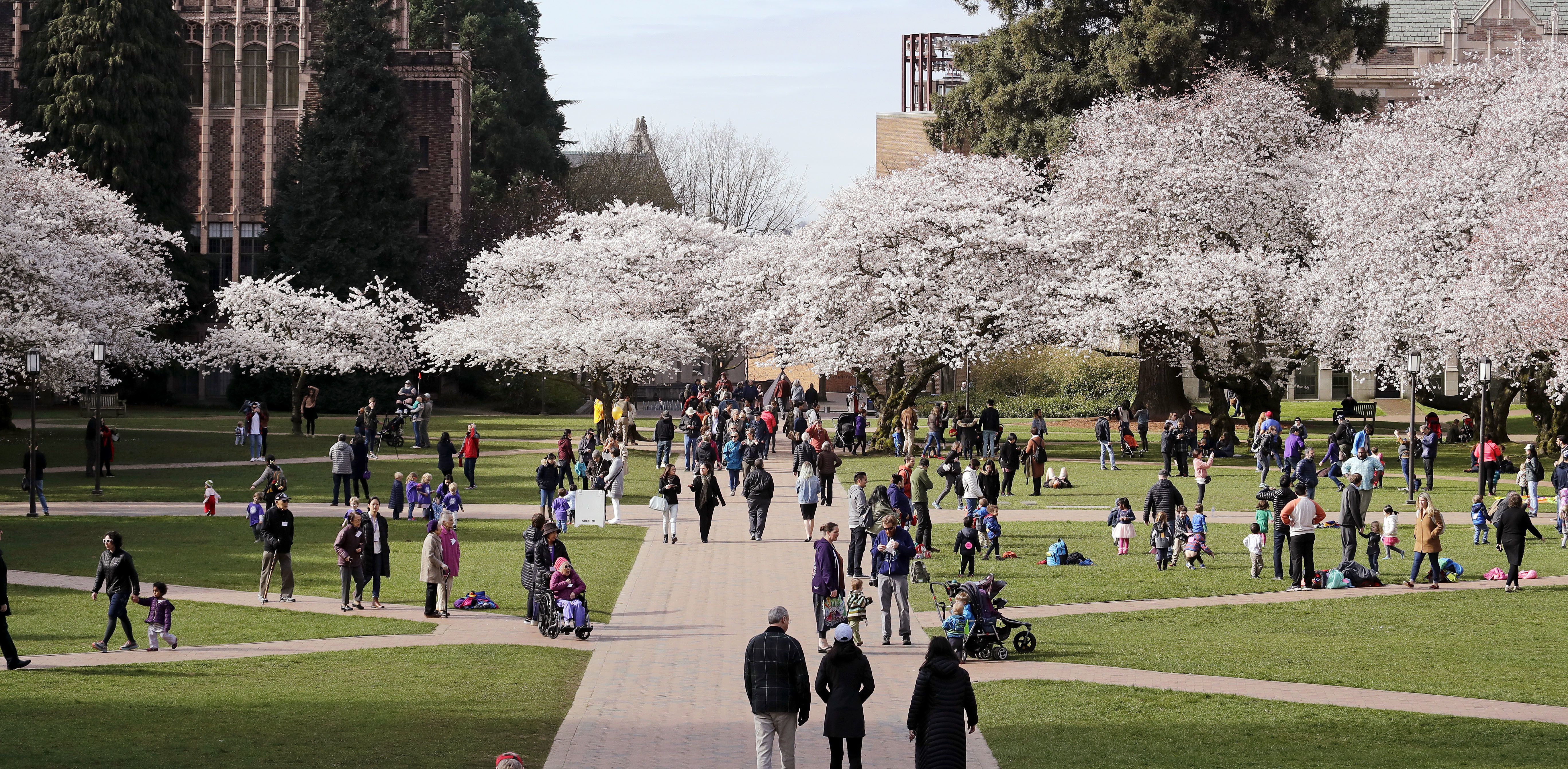 People walk past cherry blossoms on the first day of spring on the campus of the University of Washington in Seattle on March 20, 2018. Seattle has beaten out even New York City and Los Angeles as the most desirable destination for graduates fresh out of college.