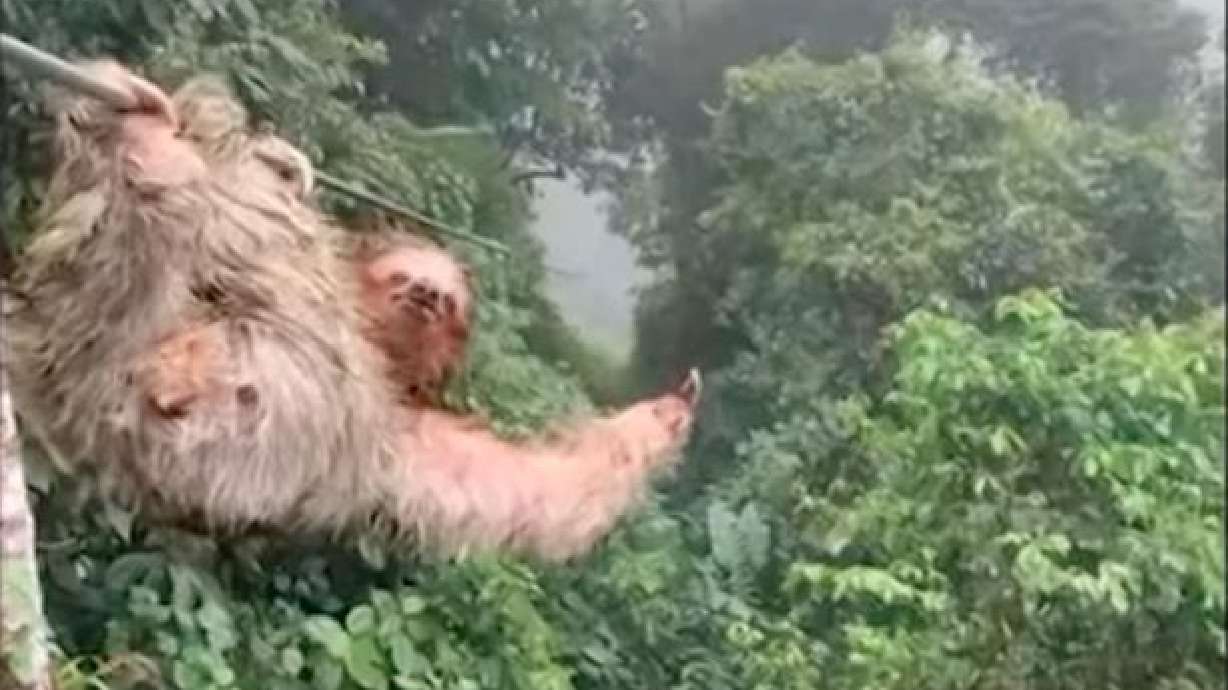 A child ziplining in Costa Rica runs into a sloth that is just hanging out on the line. The incident was captured on video.