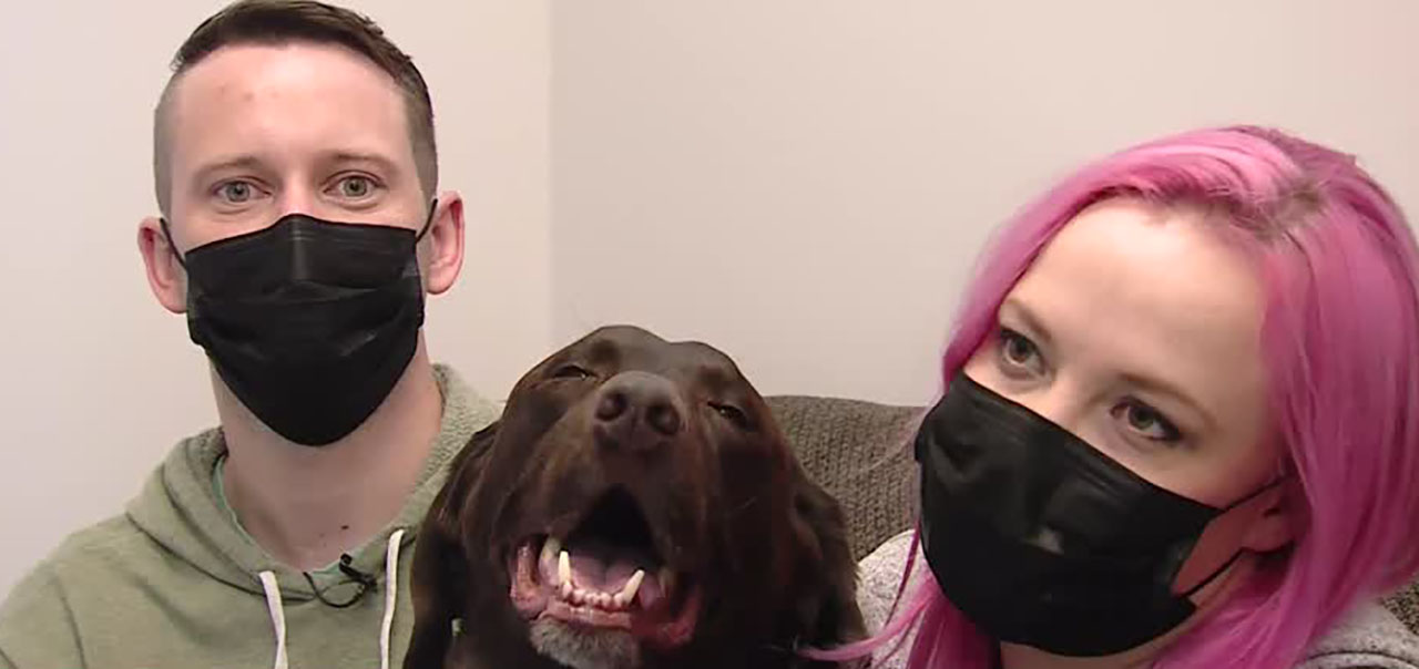 Cody and Tia Dillman have an English chocolate Lab that donates blood at Mountain West Veterinary Specialists in Layton regularly.