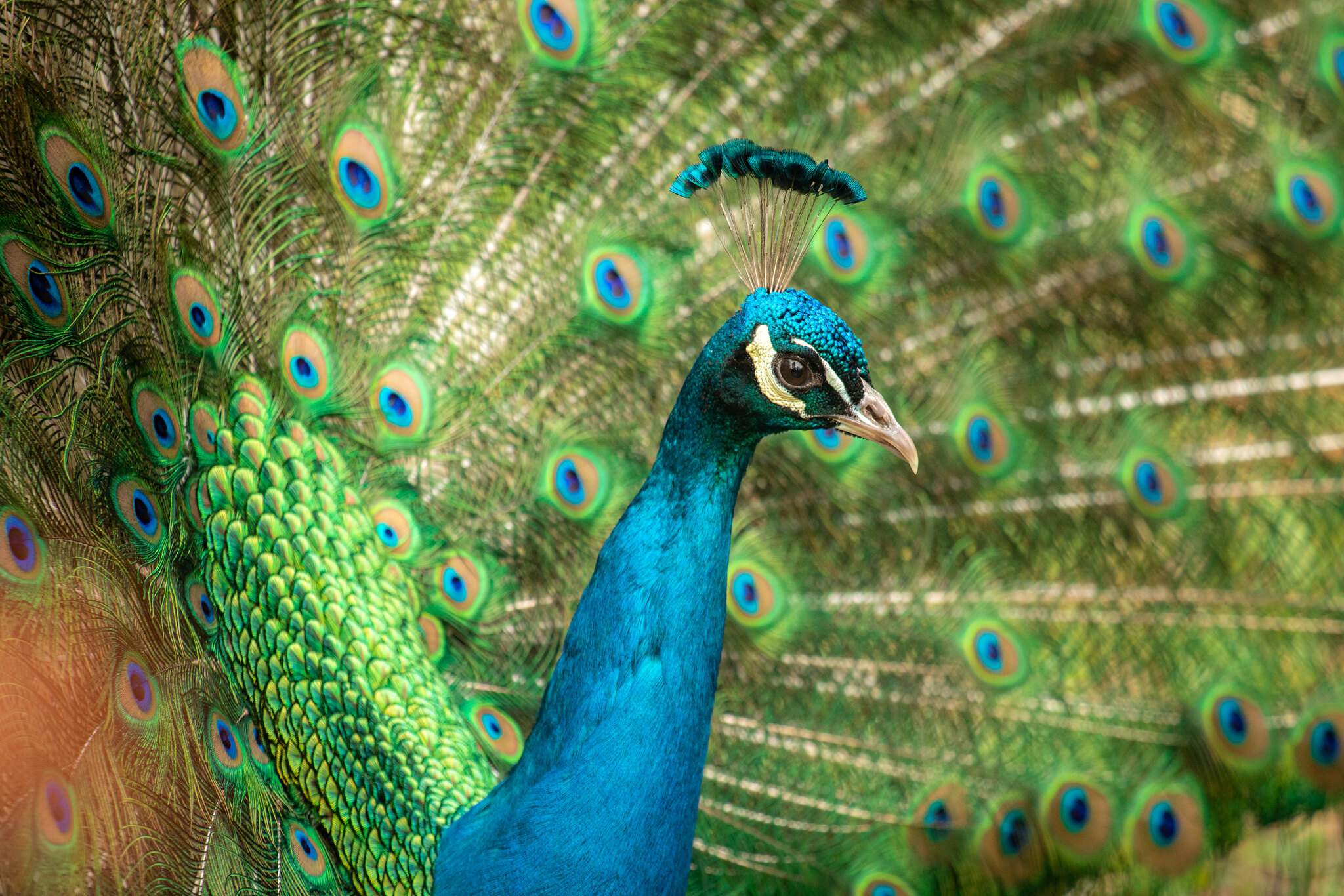 A peacock at Allen Park in Salt Lake City on April 6, 2021. Hogle Zoo officials said they've pulled peacocks from roaming around zoo grounds freely after a family alleges in a lawsuit that their 2-year-old was attacked by one of the birds last year.