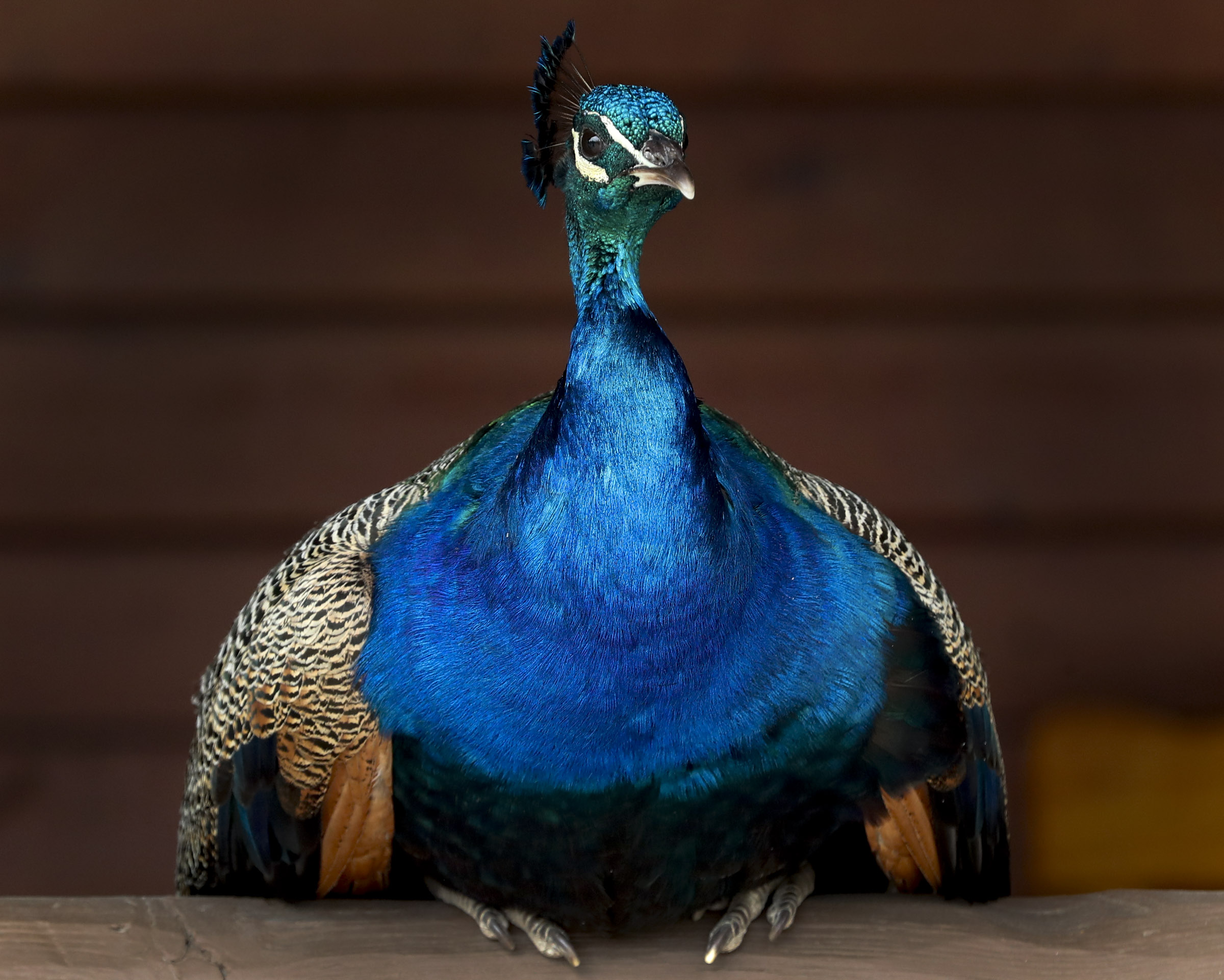 A peacock perches on a rail as it watches visitors walk by at Utah's Hogle Zoo in Salt Lake City on Tuesday, May 26, 2020.