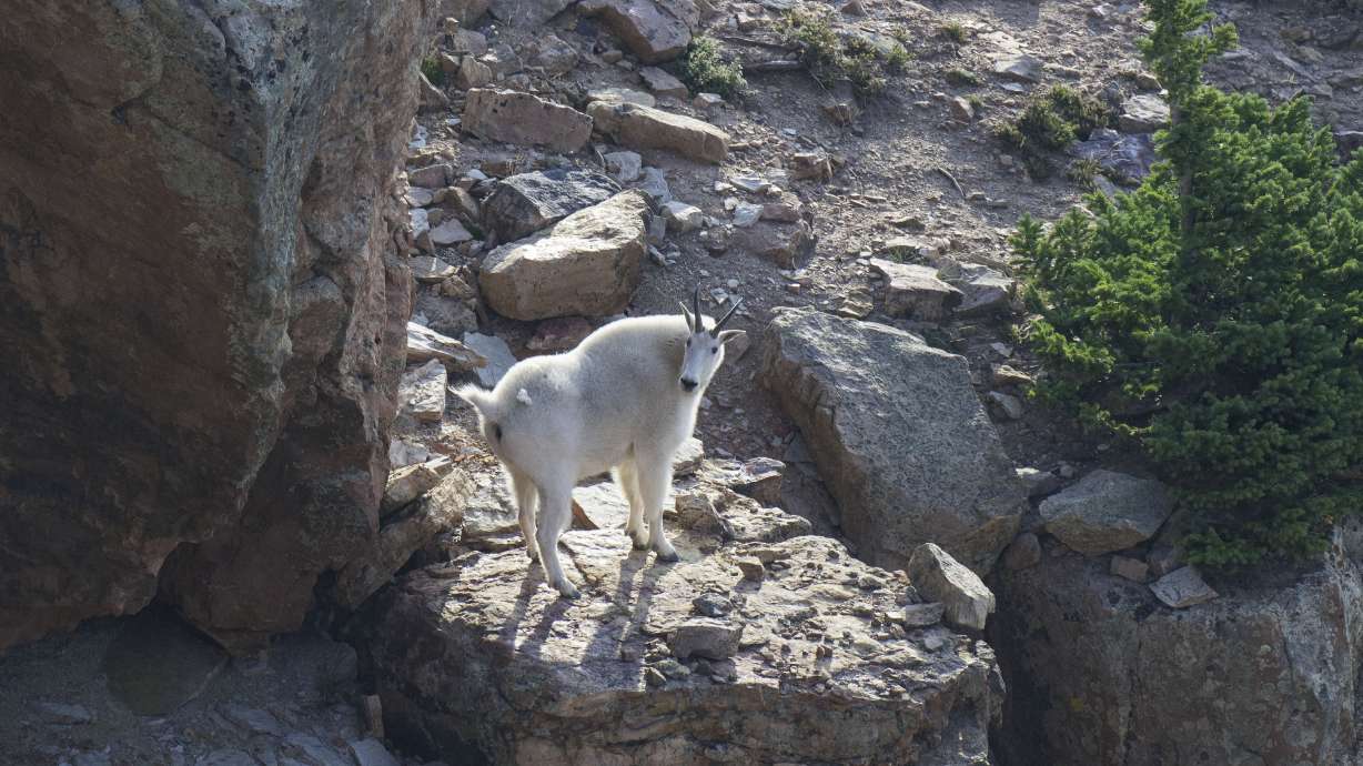State wildlife officials granted six mountain goat permits through their conservation permit program in the 2021 fiscal year. A bill signed into law will make it clearer where the proceeds of those auctions go.
