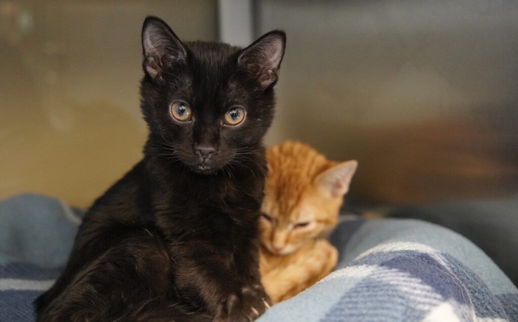 Peter and Mikey are two cats available for adoption at Cedar City Animal Adoption Center in Cedar City. An influx of calls, messages and visits from people looking to surrender their pets has put Cedar City's animal shelters under pressure.