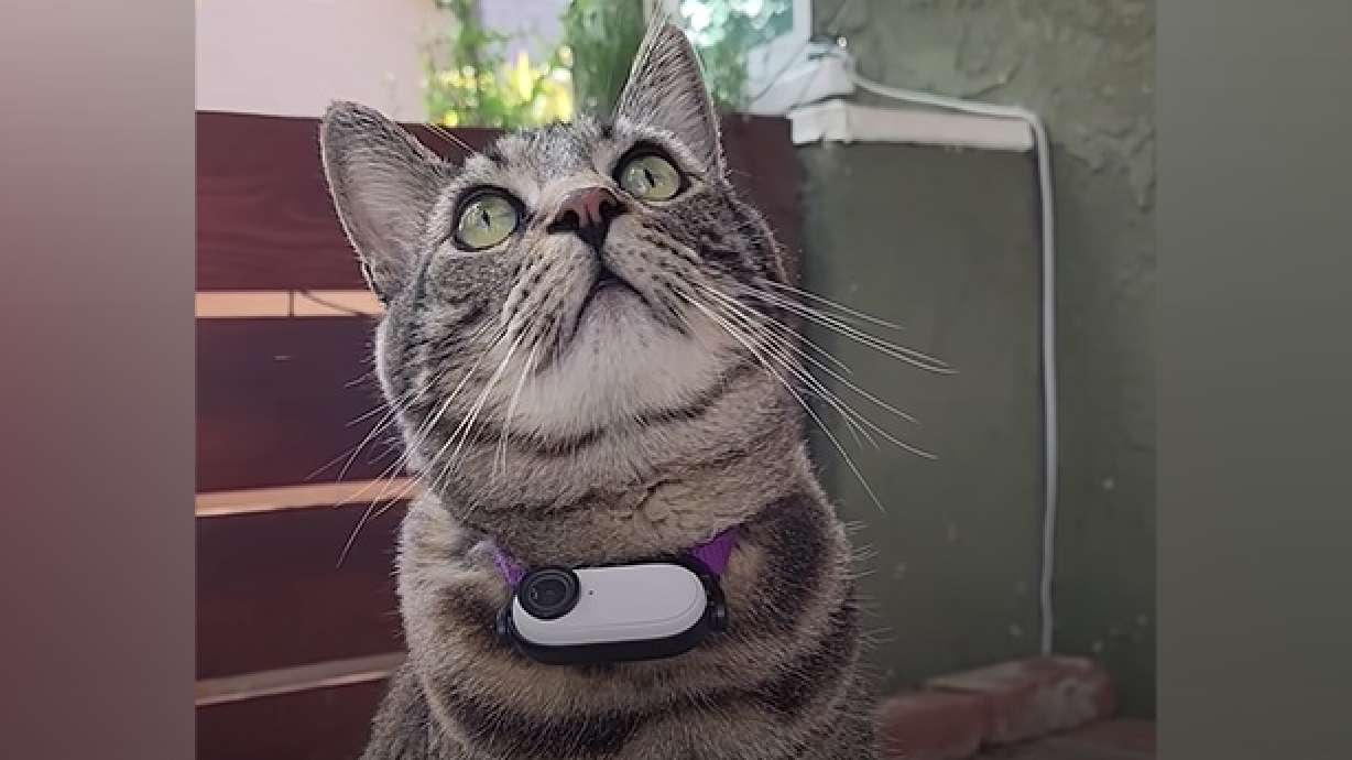 Gonzo's owner put a camera on his collar to show the world what it's like to be a cat.