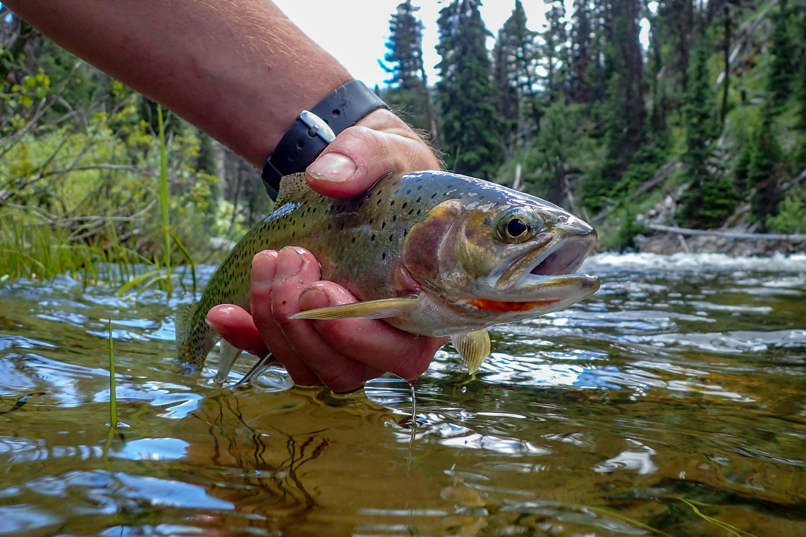 Why Utah's native cutthroat trout might not be as dumb as some anglers think