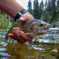 Why Utah's native cutthroat trout might not be as dumb as some anglers think