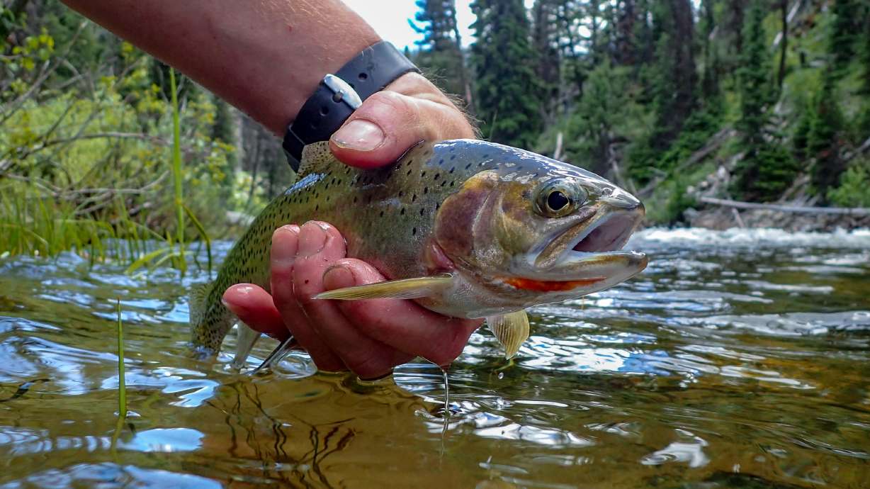 Utah's state fish, the Bonneville cutthroat trout, is often put in the category of "dumb trout" by anglers, but maybe it's getting a bad rap.