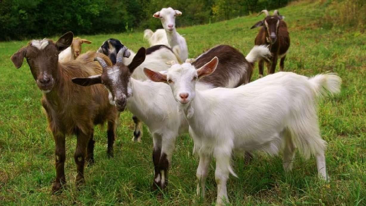 The Juab County Sheriff's office is seeking the public's help locating the owner of 30-40 goats found roaming the streets in Mona on Monday.