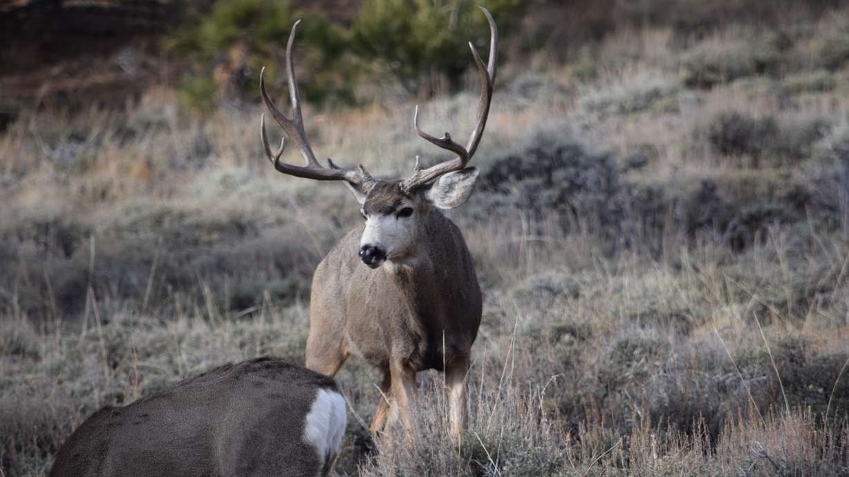 A deer buck spotted in Utah's wild on Nov. 12, 2020. The Utah Division of Wildlife Resources is seeking another reduction in general season deer buck hunting hunting permits for 2022.