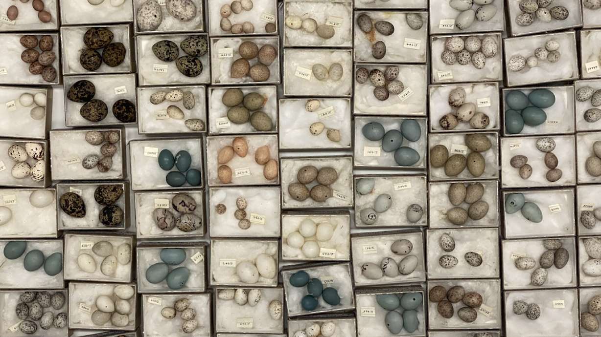 A drawer of eggs in the Field Museum's collection is pictured.