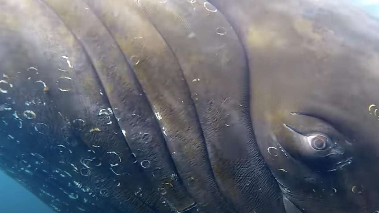 Filmmaker Richard Sidey gets up close and personal with a humpback whale in Antarctica in this video posted in March 2020.