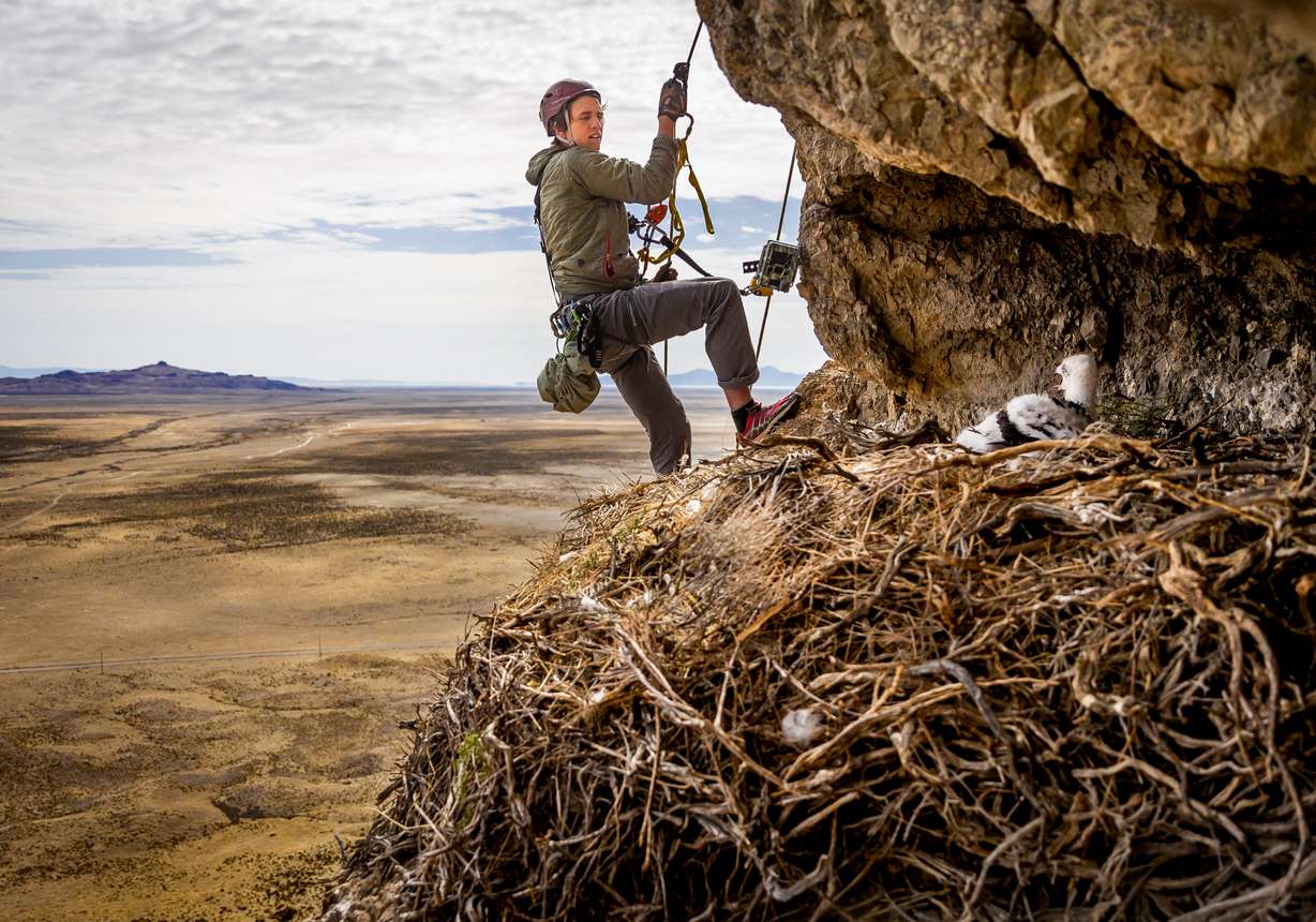 Hawkwatch International field biologist Max Carlin returns a golden eagle nestling to its nest after his team collected samples and data from it in a remote area of Box Elder County on May 20, 2021.
