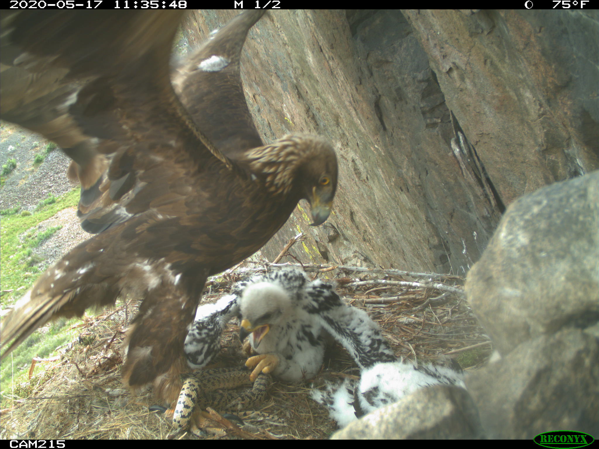 An adult golden eagle delivers a snake for its nestlings to eat at a nest in Utah on May 17, 2020.