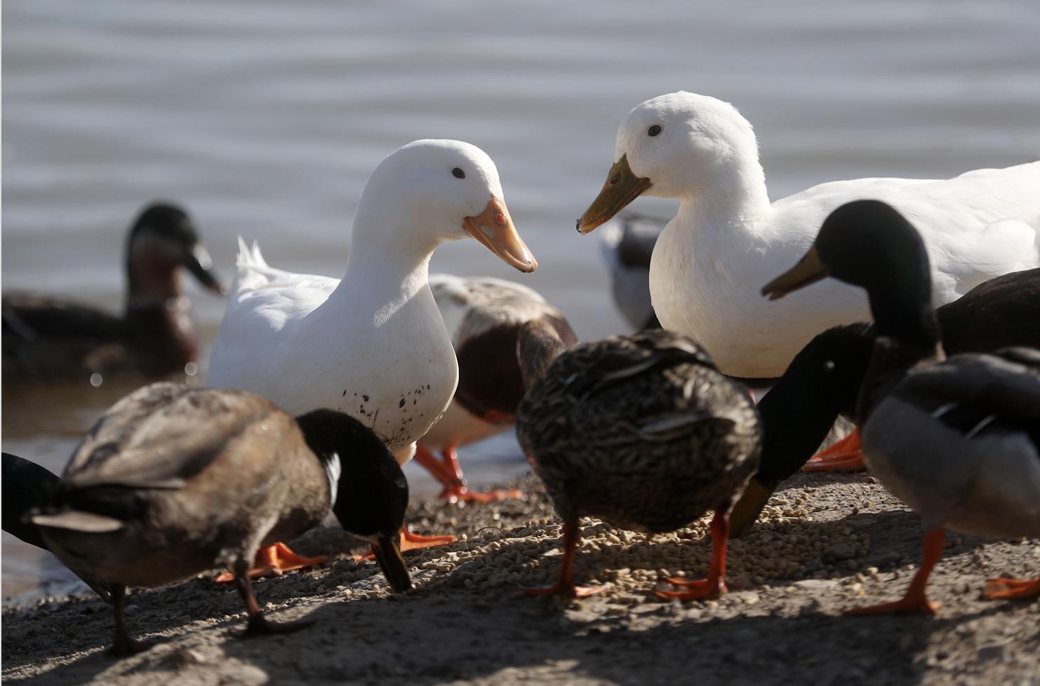 Previously domestic ducks and wild ducks eat feed at Highland Glen Park in Highland on Thursday, March 24. The white ducks are domestic ducks that were dumped at the park.