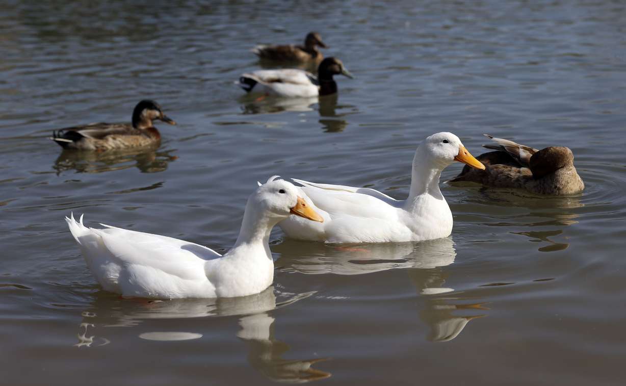 Domestic ducks that were dumped in Highland Glen Park, including the two white ducks, swim in Highland on Thursday, March 24.