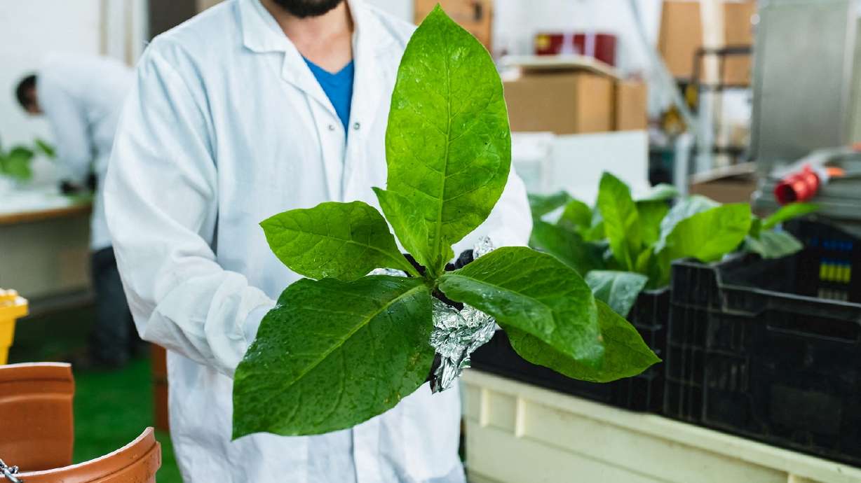 A laboratory employee holds biotechnologically engineered tobacco plant capable of producing growth factors for cultivated meat at BioBetter's research and development facility in Kiryat Shmona, Israel, March 22.