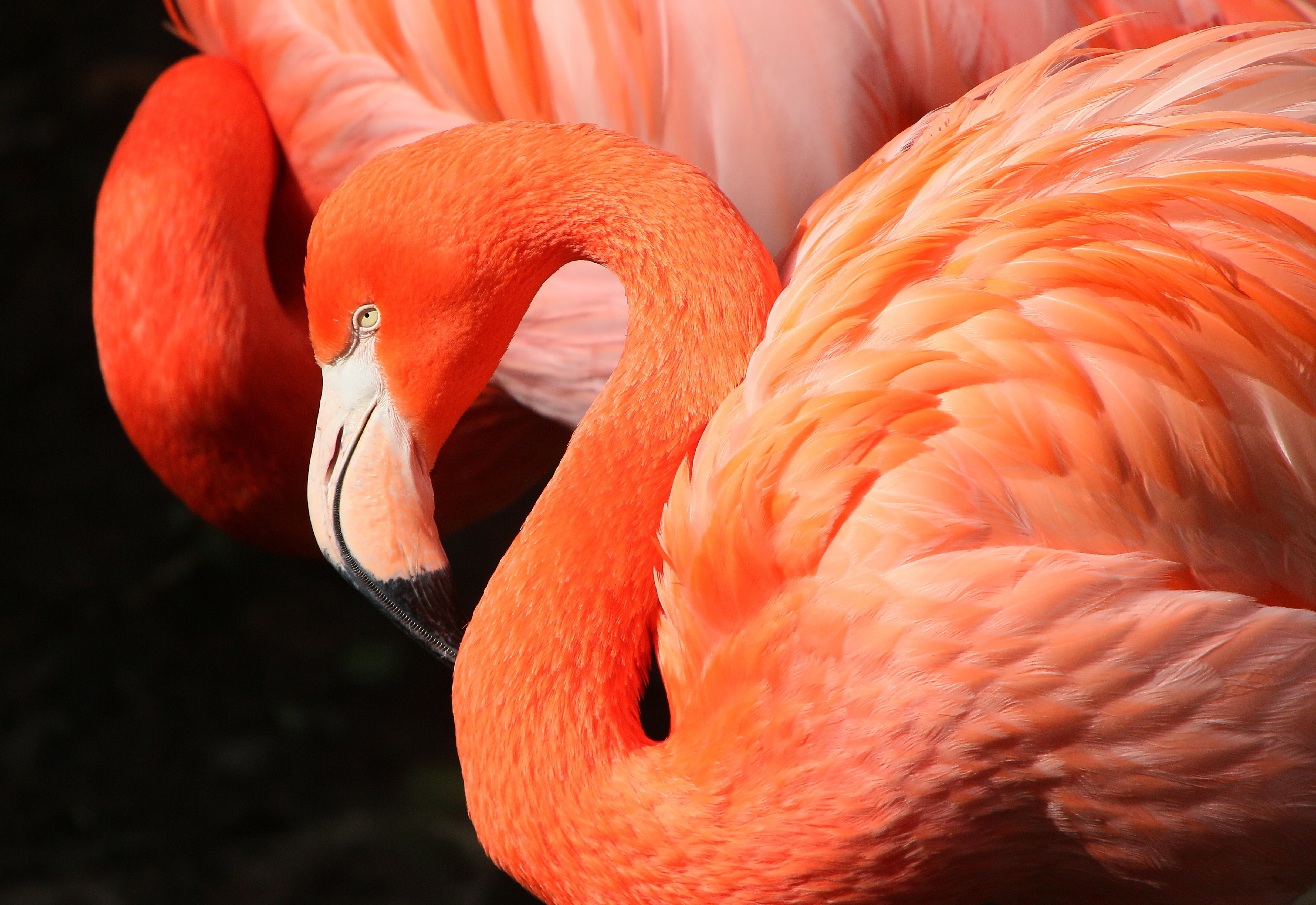 One of two flamingos that escaped from a Kansas zoo during a storm 17 years ago has been spotted on the coast of Texas, wildlife officials said Tuesday.