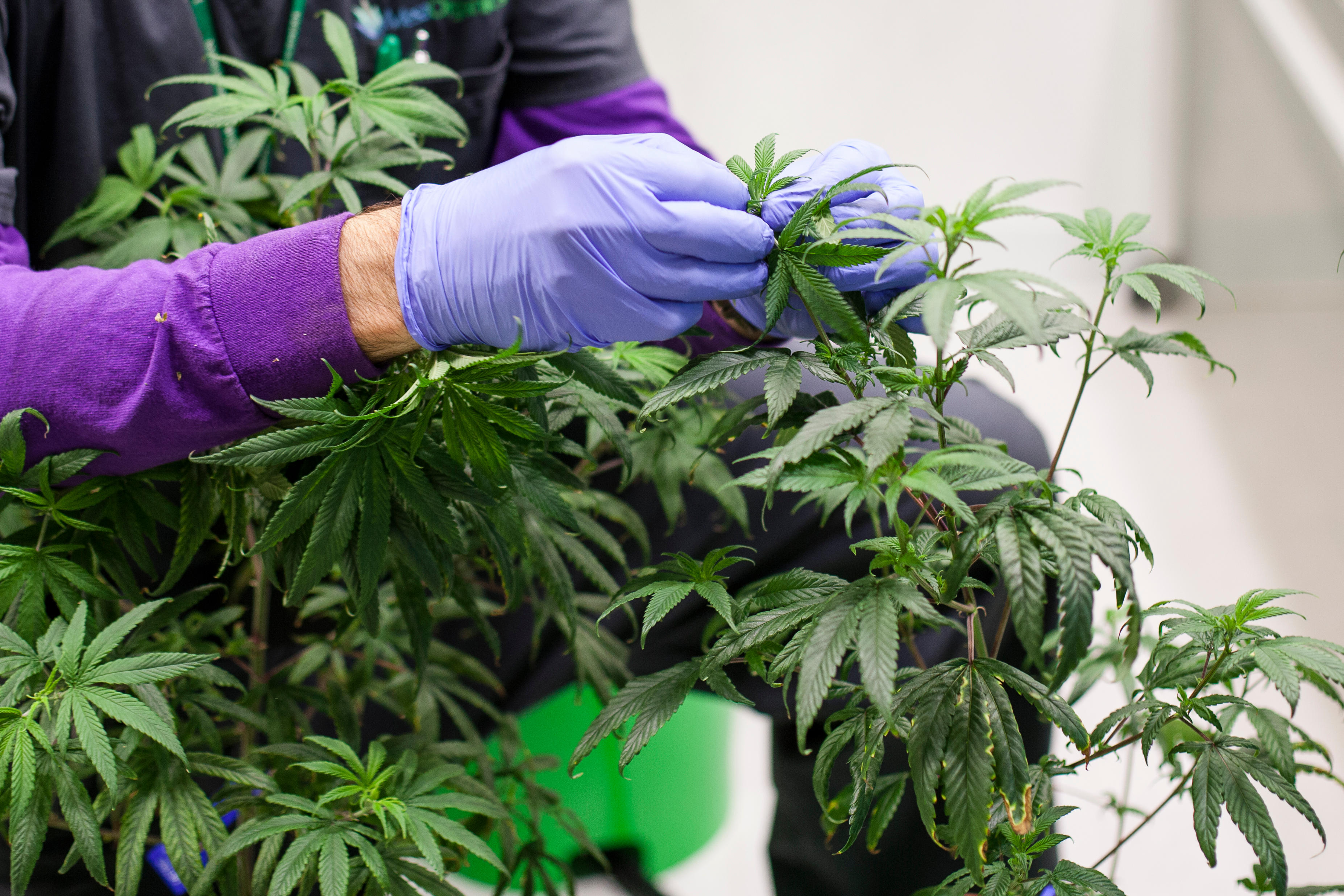 A cannabis farmer tends to a hydroponically grown marijuana plant at an indoor grow facility in Colorado, May 19, 2017. The U.S. House voted with a slim bipartisan majority to federally decriminalize marijuana Friday.

