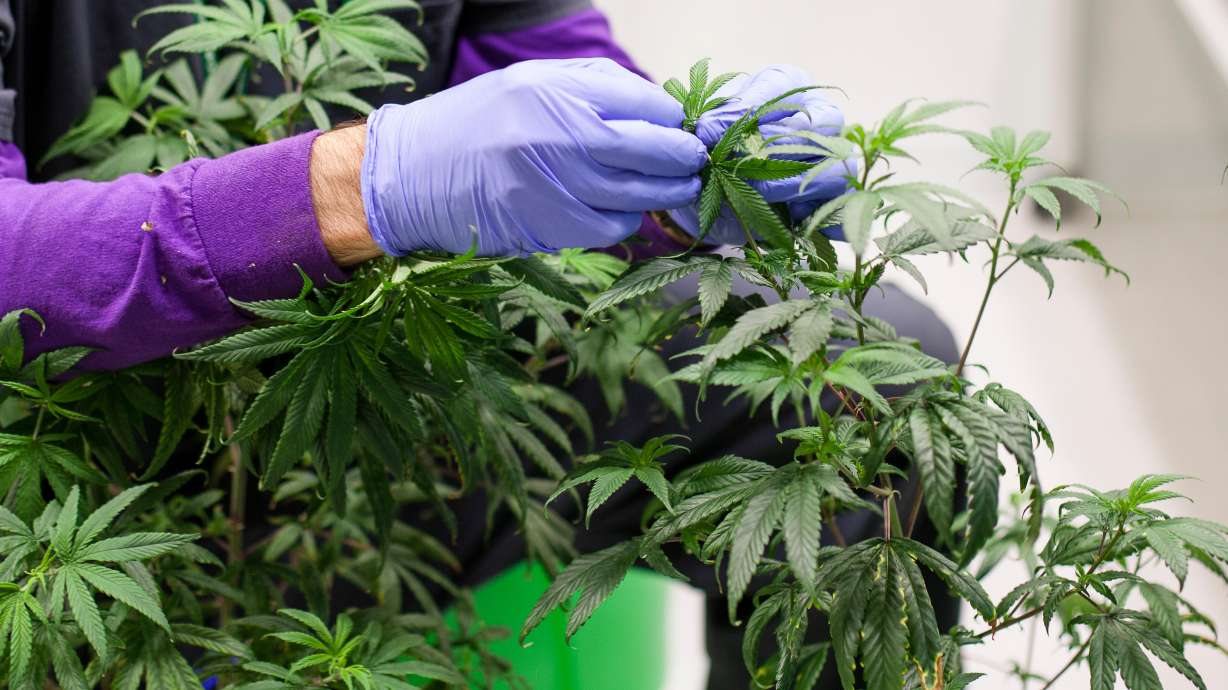 A cannabis farmer tends to a hydroponically grown marijuana plant at an indoor grow facility in Colorado, May 19, 2017. The U.S. House voted with a slim bipartisan majority to federally decriminalize marijuana Friday.