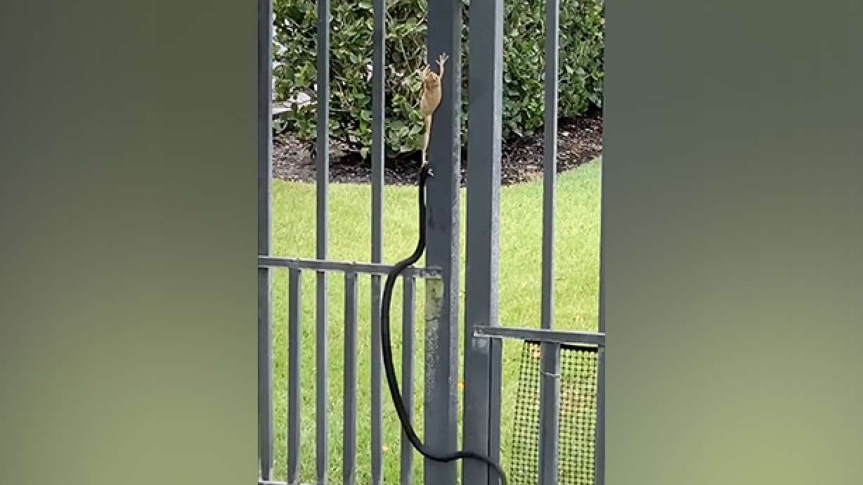 A frog makes a daring backyard escape after being cornered by a snake.