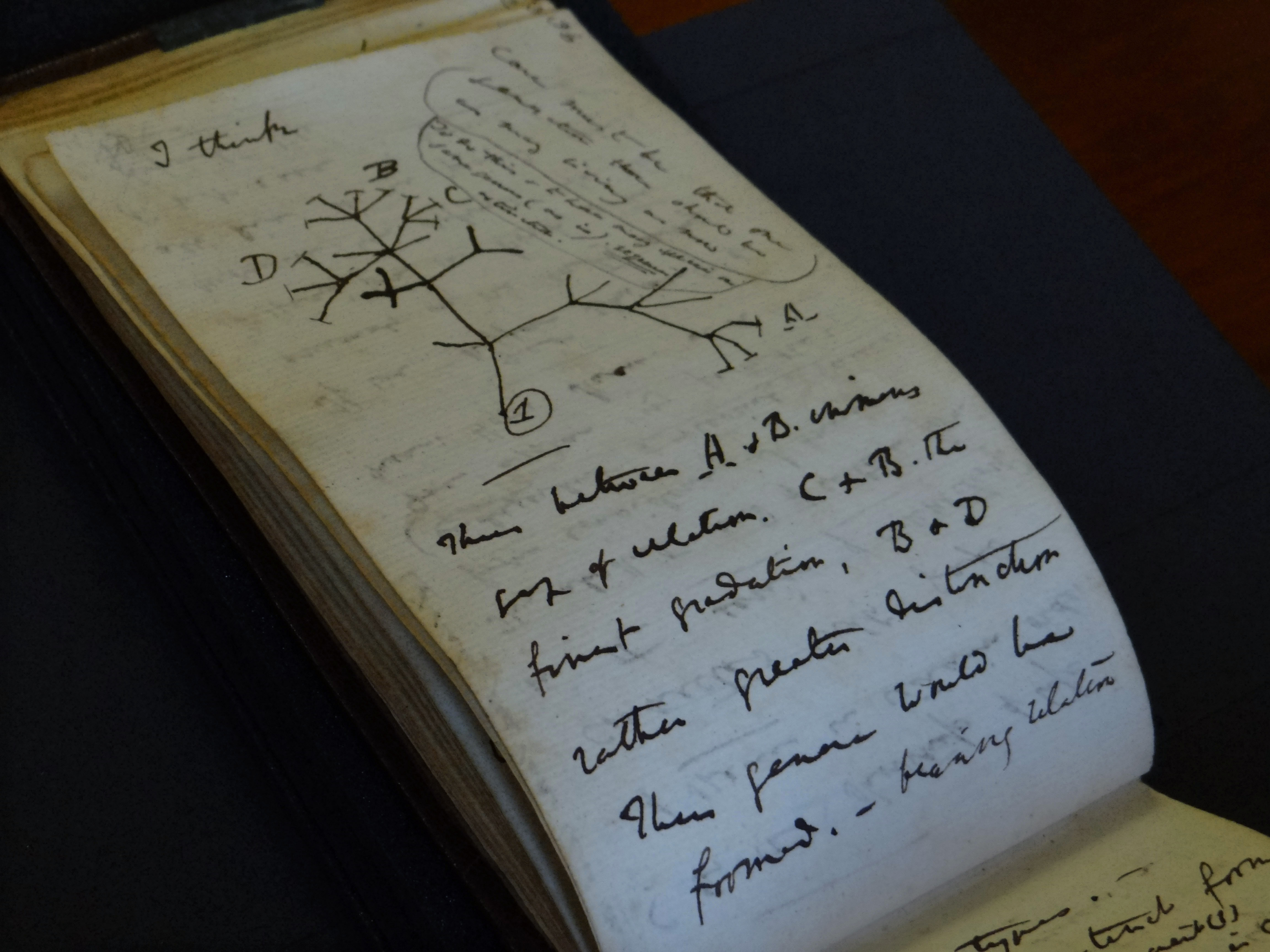 In this photo provided by Cambridge University Library on Tuesday, a view of the Tree of Life Sketch in one of naturalist Charles Darwin's notebooks which have recently been returned after going missing in 2001, in Cambridge, England. Two of naturalist Charles Darwin’s notebooks that were reported stolen from Cambridge University's library have been returned, two decades after they disappeared. 