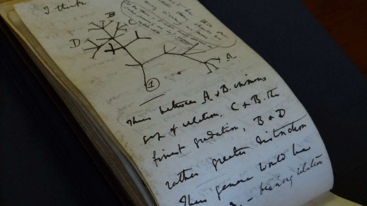 In this photo provided by Cambridge University Library on Tuesday, a view of the Tree of Life Sketch in one of naturalist Charles Darwin's notebooks which have recently been returned after going missing in 2001, in Cambridge, England. Two of naturalist Charles Darwin’s notebooks that were reported stolen from Cambridge University's library have been returned, two decades after they disappeared.