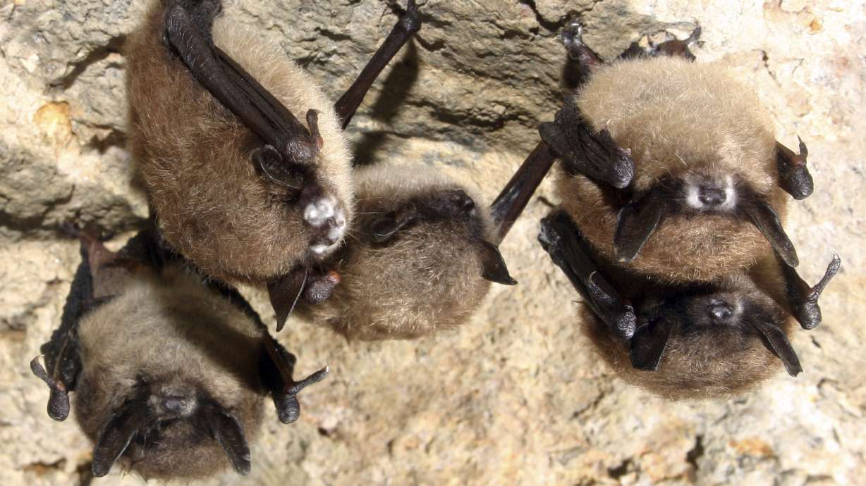 The Salt Lake County Health Department said a bat found in Salt Lake City has tested positive with rabies.