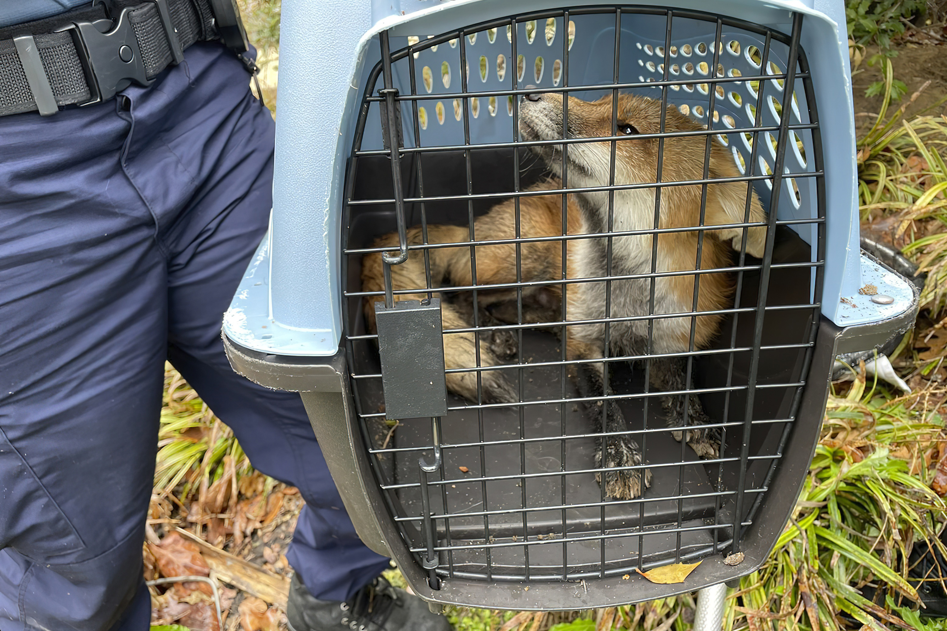 A fox looks out from a cage after being captured on the grounds of the U.S. Capitol on Tuesday in Washington. 