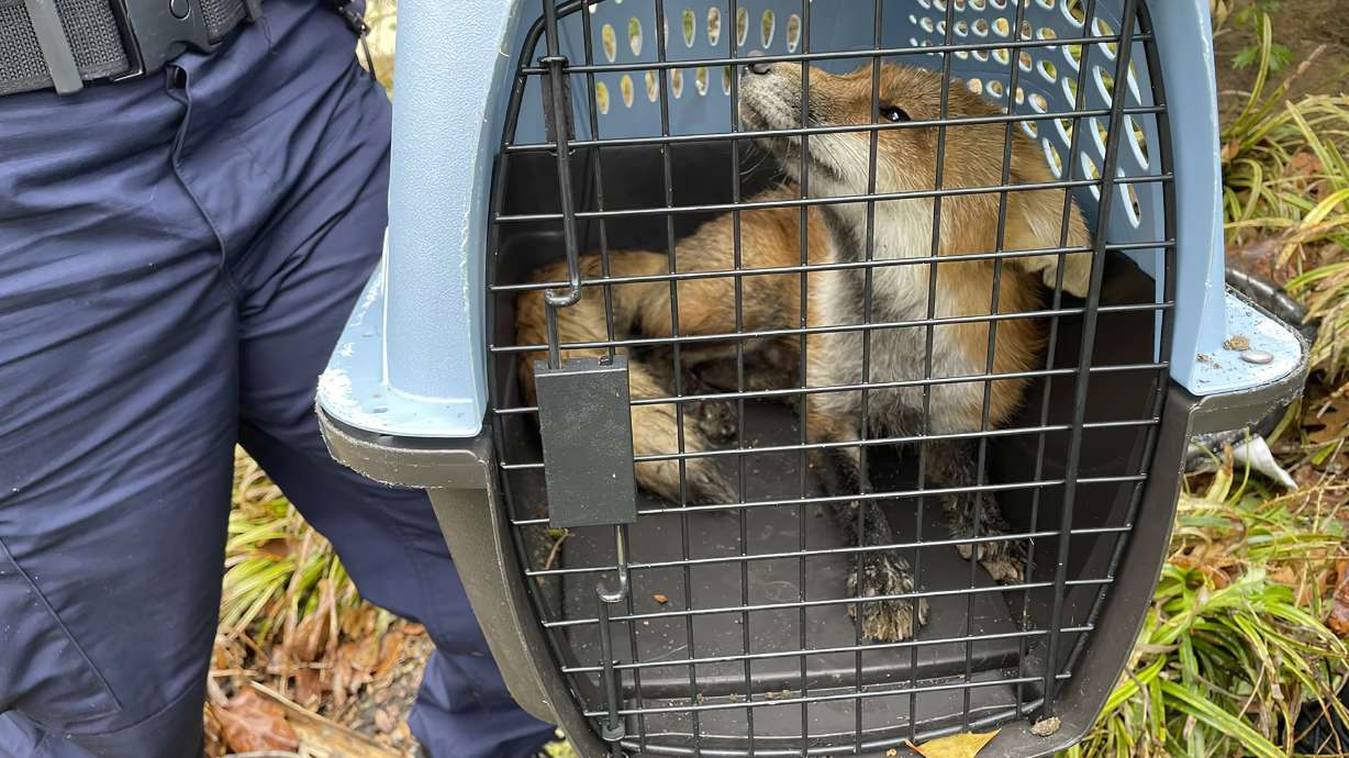 A fox looks out from a cage after being captured on the grounds of the U.S. Capitol on Tuesday in Washington.