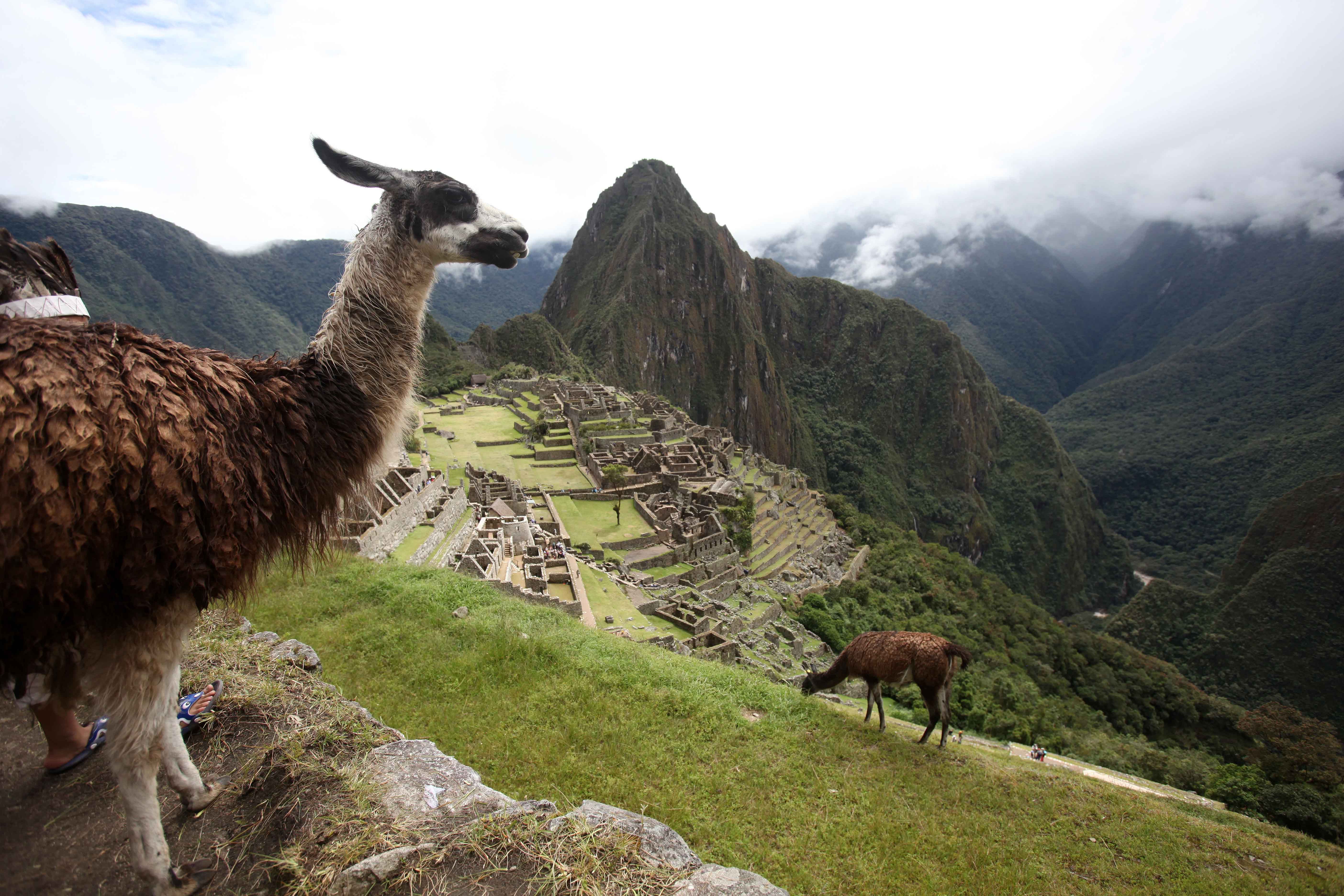 Llamas graze at Machu Picchu in Cuzco, Peru, on April 1, 2010. Researchers claim Machu Picchu has been referred to by the wrong name for more than 100 years, saying the Inca who built it likely called the city Huayna Picchu.
