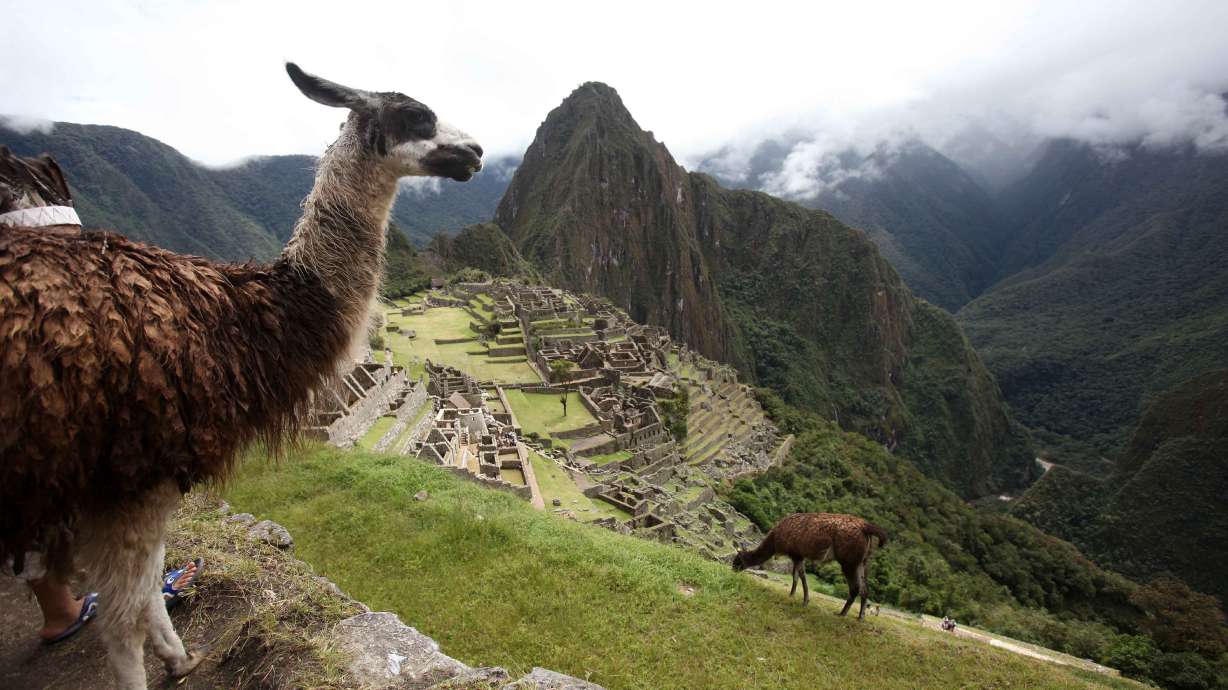 Llamas graze at Machu Picchu in Cuzco, Peru, on April 1, 2010. Researchers claim Machu Picchu has been referred to by the wrong name for more than 100 years, saying the Inca who built it likely called the city Huayna Picchu.